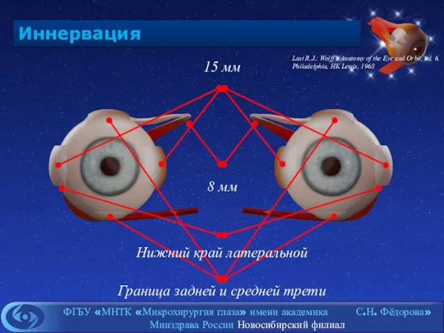 Иннервация 15 мм 8 мм Граница задней и средней трети Нижний край