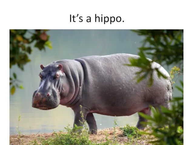 It’s a hippo.