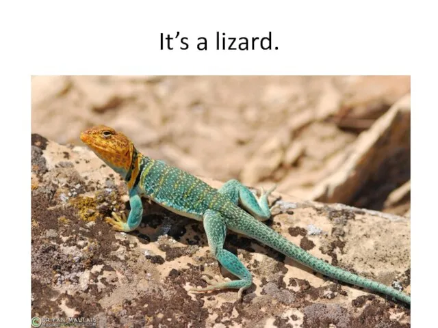 It’s a lizard.