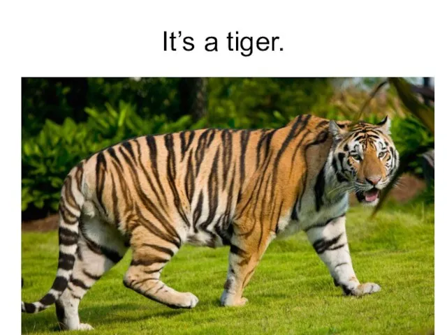 It’s a tiger.