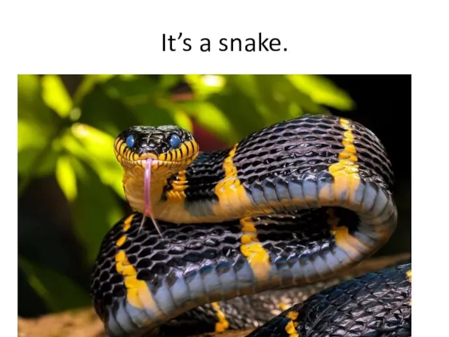 It’s a snake.