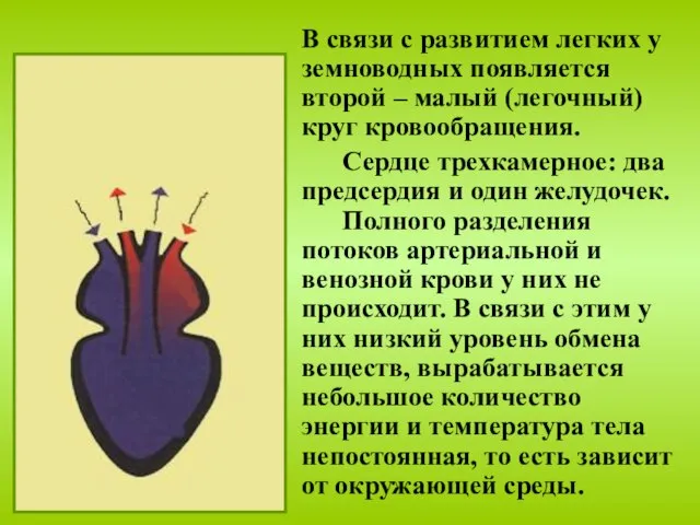 В связи с развитием легких у земноводных появляется второй – малый (легочный)