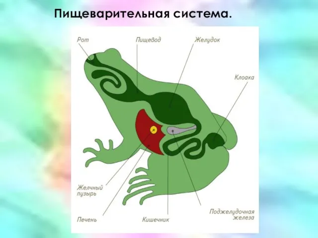 Пищеварительная система.