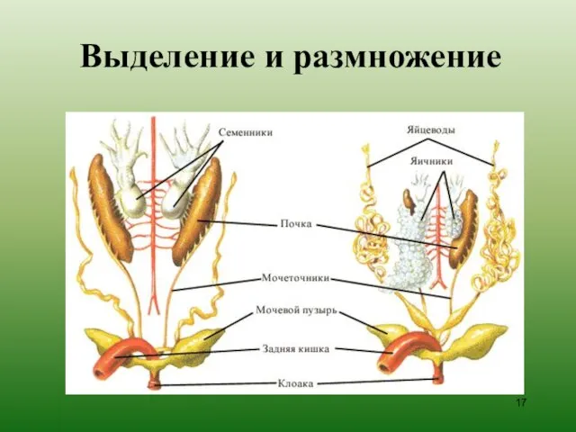 Выделение и размножение