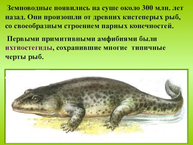 Земноводные появились на суше около 300 млн. лет назад. Они произошли от