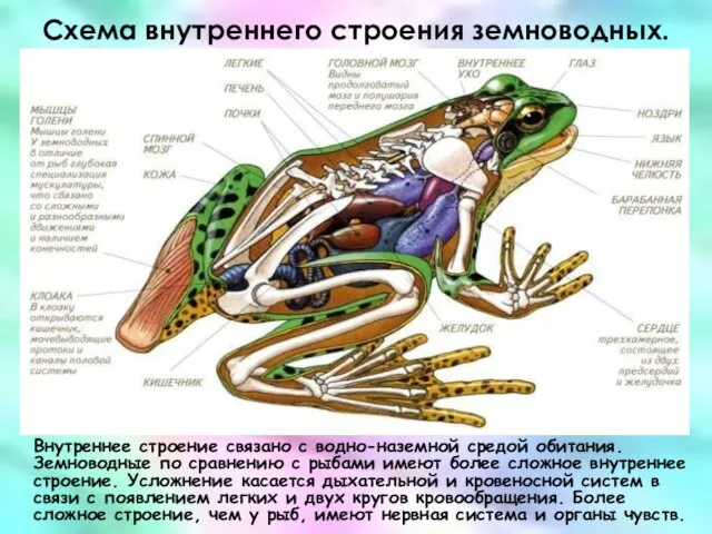 Схема внутреннего строения земноводных. Внутреннее строение связано с водно-наземной средой обитания. Земноводные