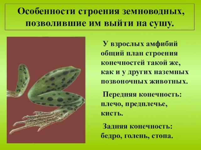 Особенности строения земноводных, позволившие им выйти на сушу. У взрослых амфибий общий