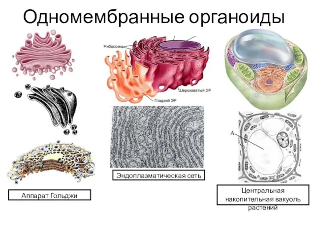 Одномембранные органоиды Аппарат Гольджи Эндоплазматическая сеть Центральная накопительная вакуоль растений