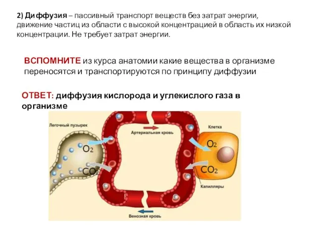 2) Диффузия – пассивный транспорт веществ без затрат энергии, движение частиц из