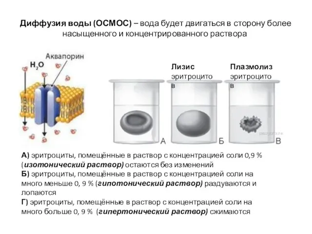 Диффузия воды (ОСМОС) – вода будет двигаться в сторону более насыщенного и