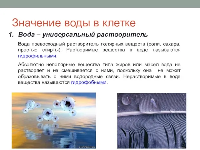 Значение воды в клетке Вода – универсальный растворитель Вода превосходный растворитель полярных