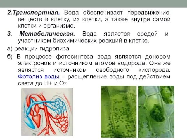 2.Транспортная. Вода обеспечивает передвижение веществ в клетку, из клетки, а также внутри