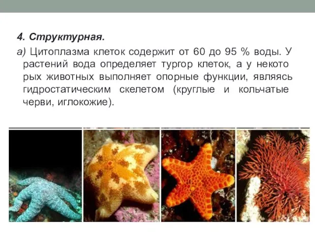 4. Структурная. а) Цитоплазма клеток содержит от 60 до 95 % воды.