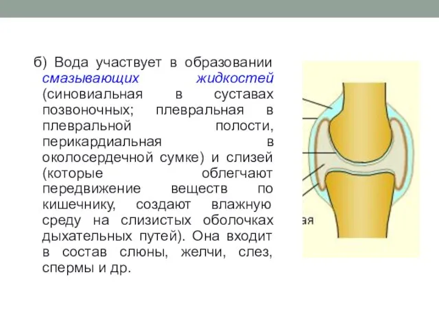 б) Вода участвует в образовании смазывающих жидкостей (синовиальная в суставах позвоночных; плевральная