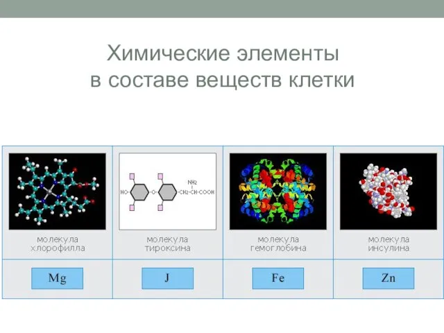 Химические элементы в составе веществ клетки