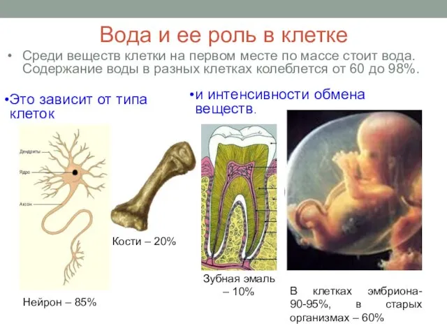 Вода и ее роль в клетке В клетках эмбриона- 90-95%, в старых