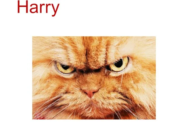 Harry is hungry and angry