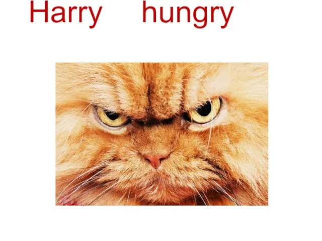 Harry is hungry and angry
