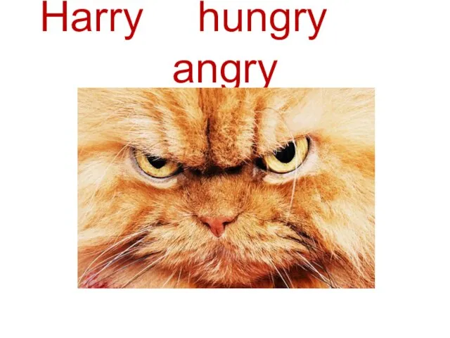 Harry is hungry and angry