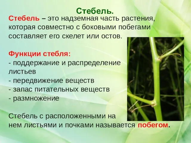 Стебель – это надземная часть растения, которая совместно с боковыми побегами составляет