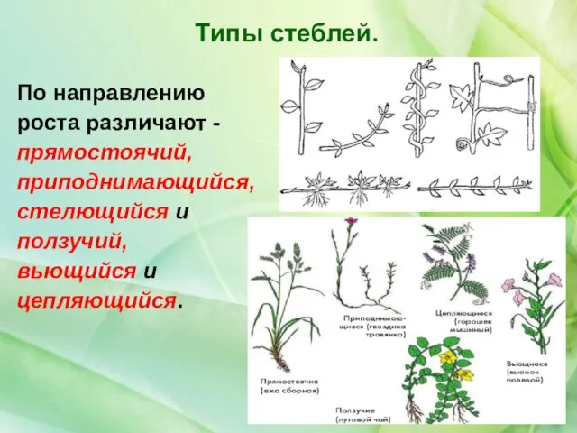 По направлению роста различают - прямостоячий, приподнимающийся, стелющийся и ползучий, вьющийся и цепляющийся. Типы стеблей.