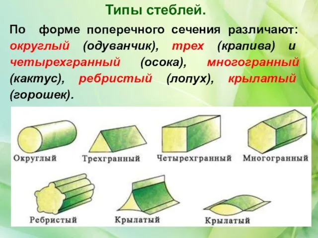 По форме поперечного сечения различают: округлый (одуванчик), трех (крапива) и четырехгранный (осока),