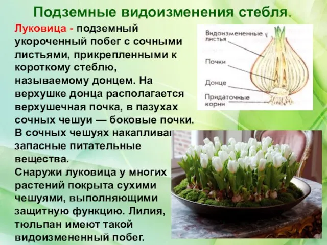 Подземные видоизменения стебля. Луковица - подземный укороченный побег с сочными листьями, прикрепленными