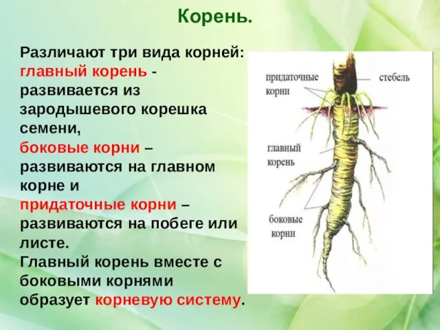 Различают три вида корней: главный корень - развивается из зародышевого корешка семени,