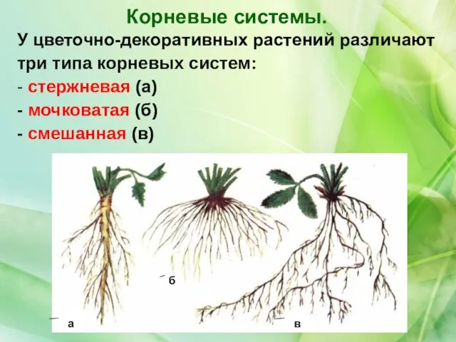 У цветочно-декоративных растений различают три типа корневых систем: - стержневая (а) -