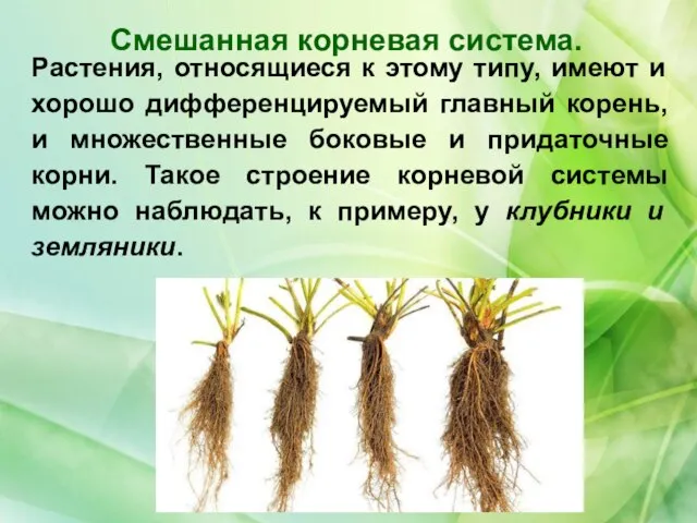Растения, относящиеся к этому типу, имеют и хорошо дифференцируемый главный корень, и