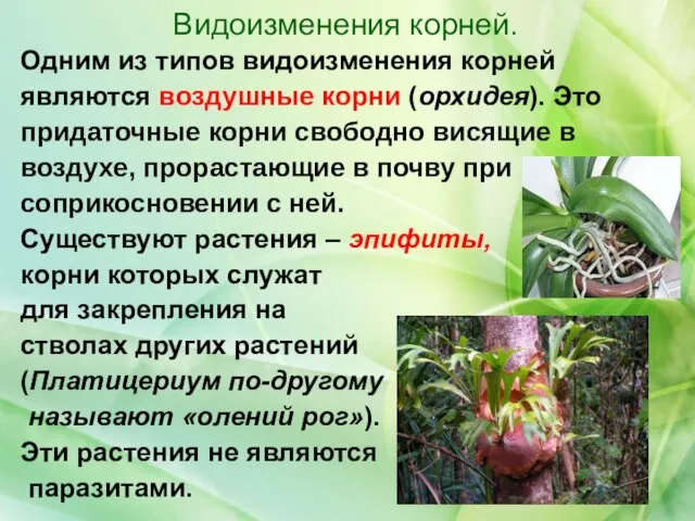 Одним из типов видоизменения корней являются воздушные корни (орхидея). Это придаточные корни