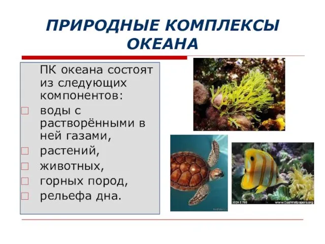 ПРИРОДНЫЕ КОМПЛЕКСЫ ОКЕАНА ПК океана состоят из следующих компонентов: воды с растворёнными