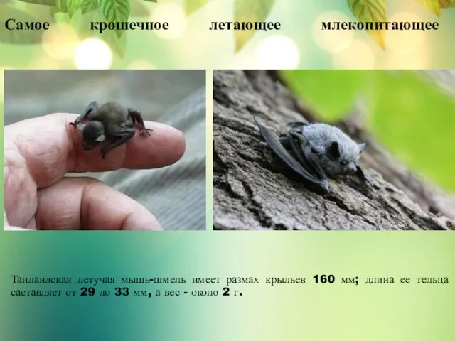 Самое крошечное летающее млекопитающее Таиландская летучая мышь-шмель имеет размах крыльев 160 мм;