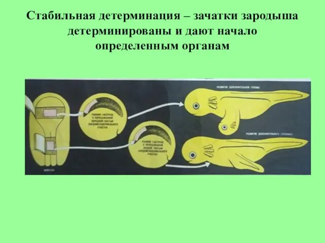 Стабильная детерминация – зачатки зародыша детерминированы и дают начало определенным органам