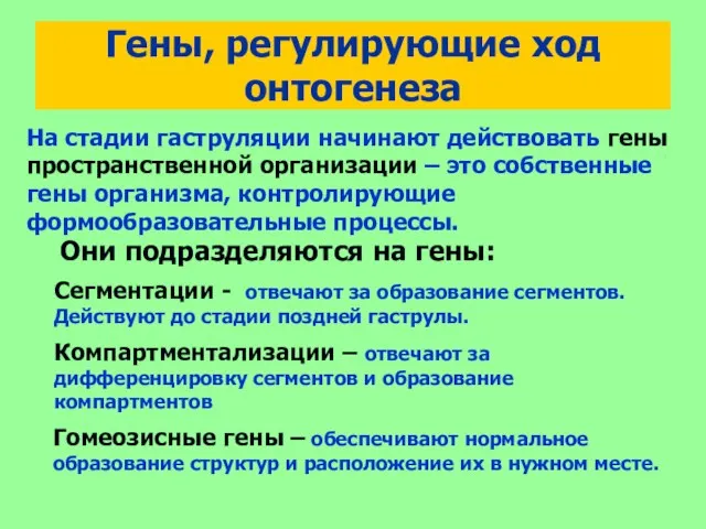 Гены, регулирующие ход онтогенеза На стадии гаструляции начинают действовать гены пространственной организации