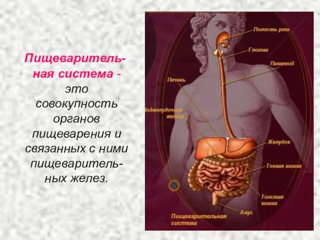 Пищеваритель-ная система - это совокупность органов пищеварения и связанных с ними пищеваритель-ных желез.