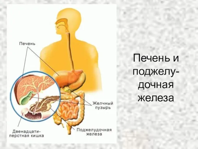 Печень и поджелу-дочная железа