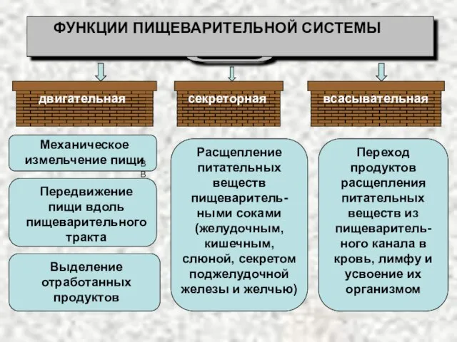 ФУНКЦИИ ПИЩЕВАРИТЕЛЬНОЙ СИСТЕМЫ двигательная секреторная всасывательная Механическое измельчение пищи Передвижение пищи вдоль