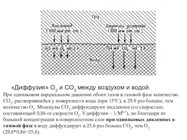 «Диффузия» O2 и CO2 между воздухом и водой. При одинаковом парциальном давлении