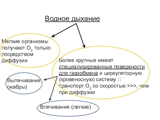 Водное дыхание Мелкие организмы получают О2 только посредством диффузии Более крупные имеют