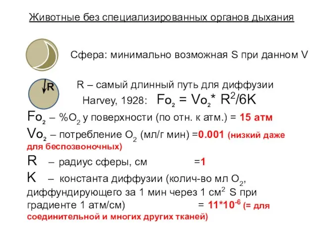 Животные без специализированных органов дыхания Сфера: минимально возможная S при данном V