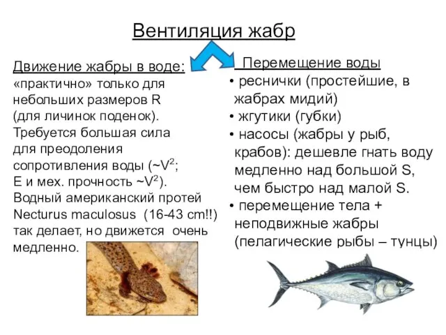 Вентиляция жабр Движение жабры в воде: «практично» только для небольших размеров R