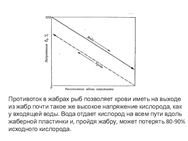 Противоток в жабрах рыб позволяет крови иметь на выходе из жабр почти