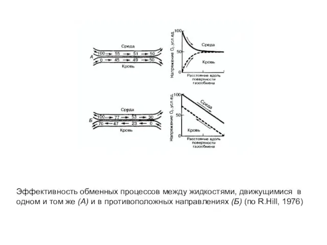 Эффективность обменных процессов между жидкостями, движущимися в одном и том же (А)