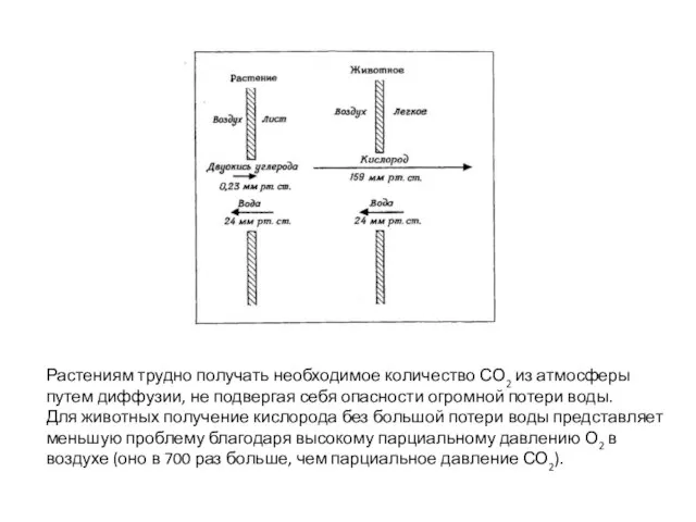 Растениям трудно получать необходимое количество СО2 из атмосферы путем диффузии, не подвергая