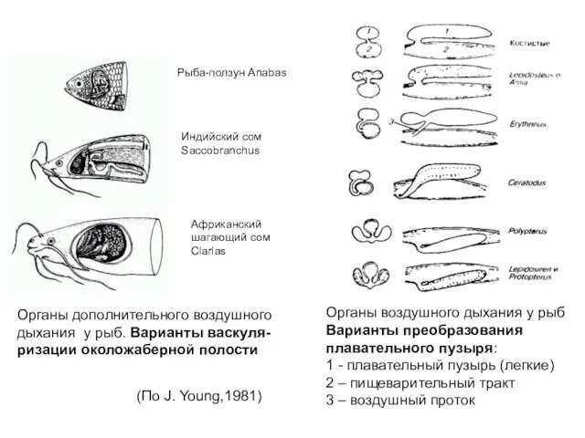 Рыба-ползун Anabas Индийский сом Saccobranchus Африканский шагающий сом Clarias Органы дополнительного воздушного