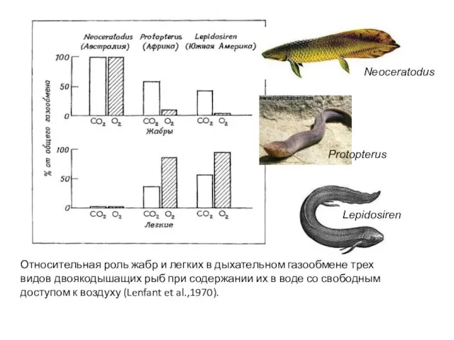 Относительная роль жабр и легких в дыхательном газообмене трех видов двоякодышащих рыб