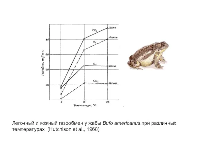 Легочный и кожный газообмен у жабы Bufo americanus при различных температурах (Hutchison et al., 1968)