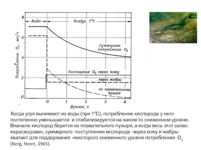 Когда угря вынимают из воды (при 7оС), потребление кислорода у него постепенно
