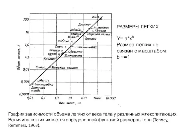 График зависимости объема легких от веса тела у различных млекопитающих. Величина легких